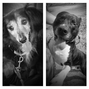 Meet your Posher, Jayme